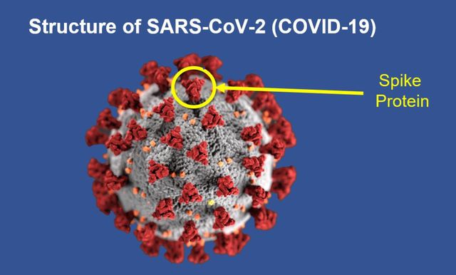 This illustration shows the structure of the SARS-CoV-2 virus, with its spike protein highlighted.